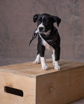 Pañoleta Mascota Raza Pequeña Dunan X Bohio (Tela Eco)