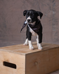 Pañoleta Mascota Raza Pequeña Dunan X Bohio (Tela Eco)