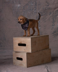 Pañoleta Mascota Raza Pequeña Dunan X Bohio (Tela Eco)